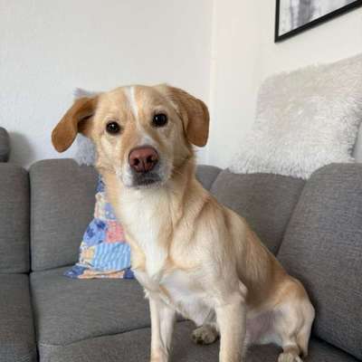 Hundetreffen-Gassipartner/Hundefreund gesucht-Bild