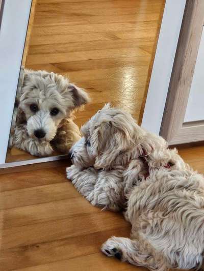 Welpen Bilder !-Beitrag-Bild