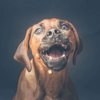 Lustigsten Grimassen von euren Hunden-Beitrag-Bild