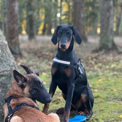 Hundetreffen-Spielpartner, gassi Partner