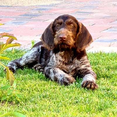 Hundetreffen-Spontanes Welpentreffen