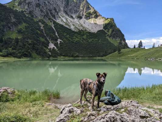 Hundetreffen-Gemeinsame Spaziergänge-Bild