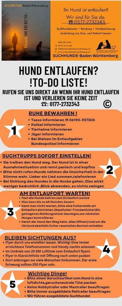 Hund entlaufen. Wie verhalte ich mich richtig?-Beitrag-Bild