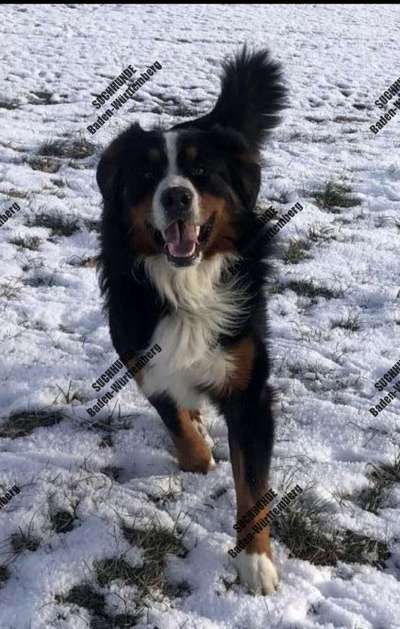 Suchmeldung-Simba-Bild