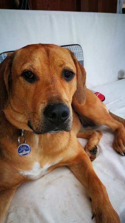 Rhodesian Ridgeback-Beitrag-Bild