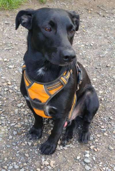 Black dogs are beautiful-Beitrag-Bild