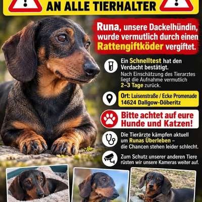 Giftköder-Rattengiftköder-Bild