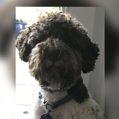 Seltene Rassen!-Beitrag-Bild