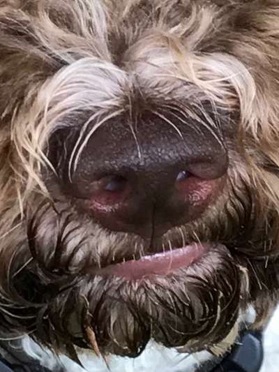 Zeigt her eure Hundenasen-Beitrag-Bild