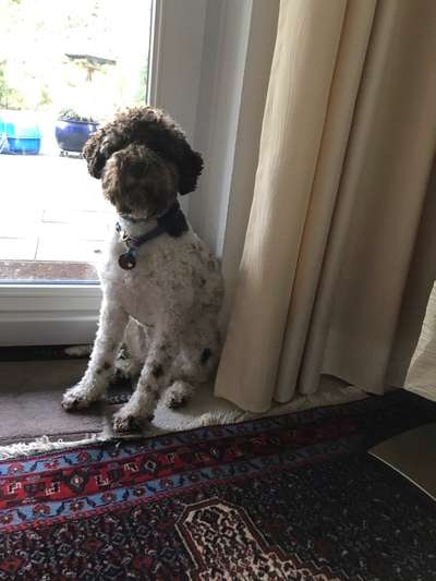 Lagotto Romagnolo Besitzer-Beitrag-Bild
