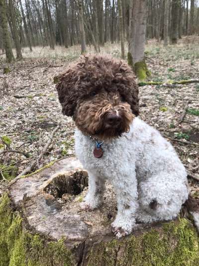 Lagotto Romagnolo Besitzer-Beitrag-Bild