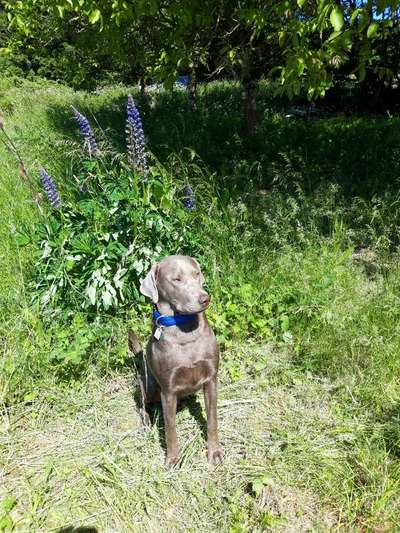 Wo sind meine Labrador Freunde-Beitrag-Bild