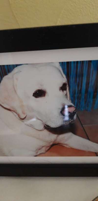 Wo sind meine Labrador Freunde-Beitrag-Bild