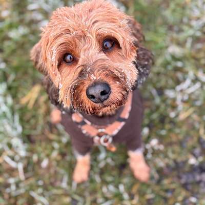 Hundetreffen-Spaziergang-Bild