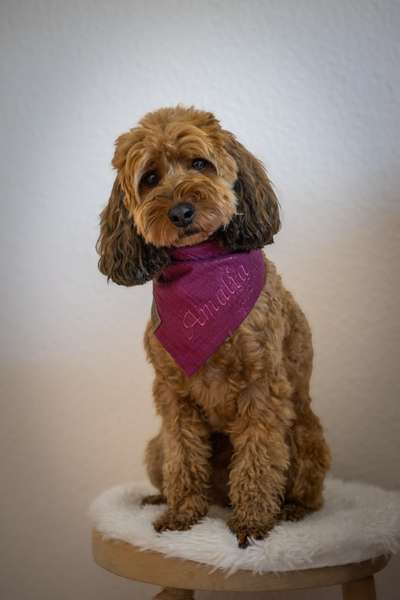 Zeigt her eure Pudel und Pudelmischlinge (:-Beitrag-Bild