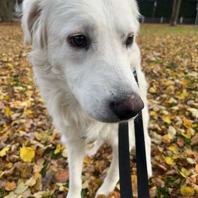 Hundetreffen-Gemeinsame Gassirunde & Hundefreunde-Bild