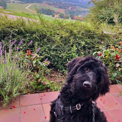 Hundetreffen-Spieldate-Bild