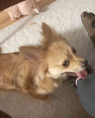 18. Collagen Challenge - Zunge raus!-Beitrag-Bild