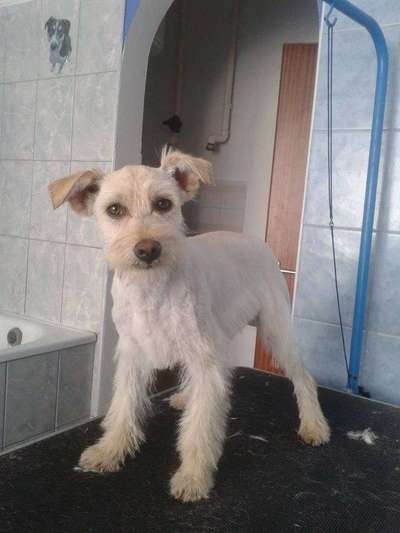 Hund/Welpen finden wo/wie-Beitrag-Bild