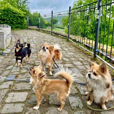 Hundetreffen-Pfotentreff für die Kleinen-Bild