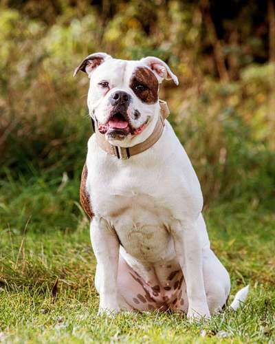 Sind  hier noch andere American Bulldog Leute-Beitrag-Bild