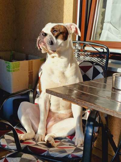 Wo sind meine AMERICAN BULLDOGS?-Beitrag-Bild
