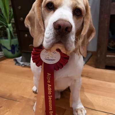Hundetreffen-Gassipartner-Bild