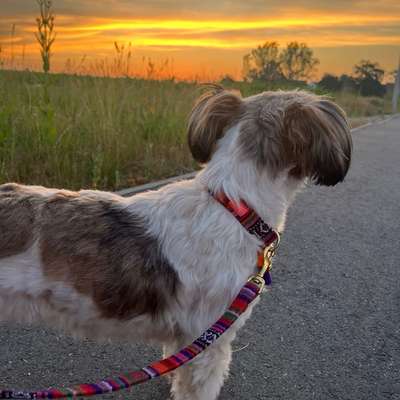 Hundetreffen-Hundefreunde Gassifreunde gesucht-Bild