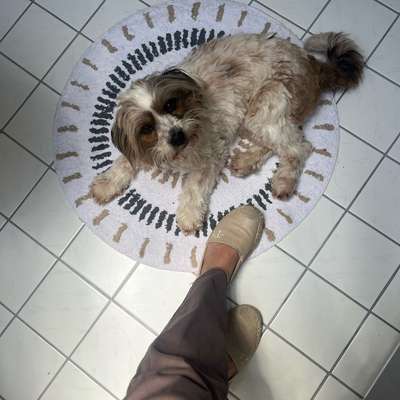Hundetreffen-Hundefreunde Gassifreunde gesucht-Bild