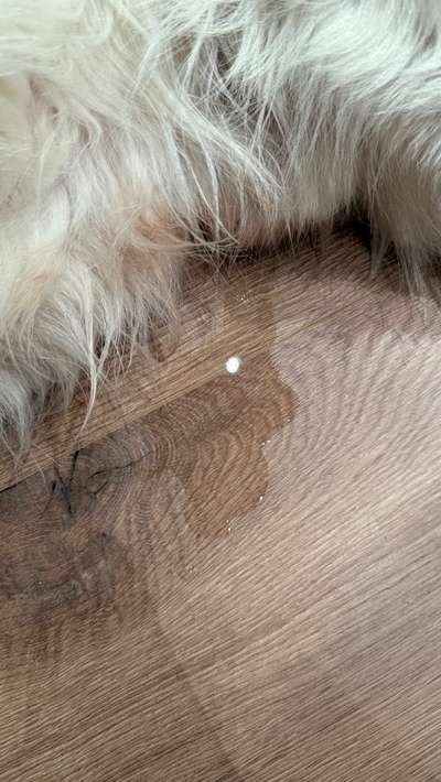 Hormonchaos bei Junghund-Beitrag-Bild