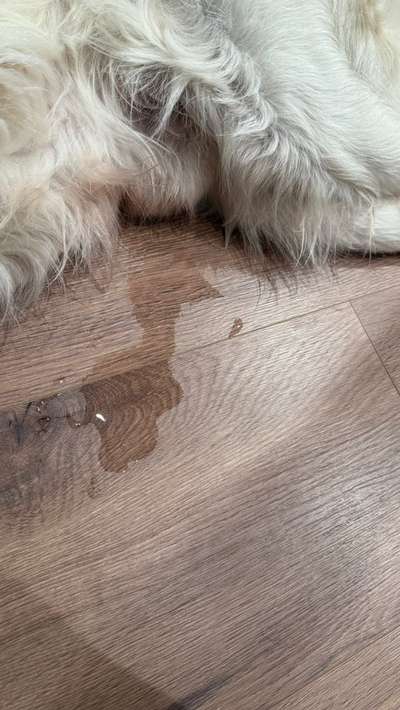 Hormonchaos bei Junghund-Beitrag-Bild