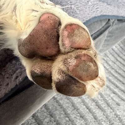 Hyperkeratose?-Beitrag-Bild