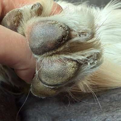 Hyperkeratose?-Beitrag-Bild