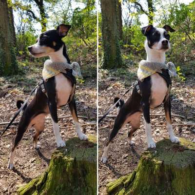 Foto's und Hundemodels-Beitrag-Bild