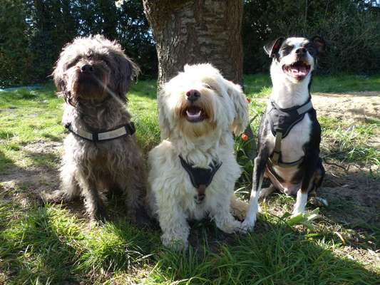 Bester Freund, Hundekumpel - zeigt her!-Beitrag-Bild