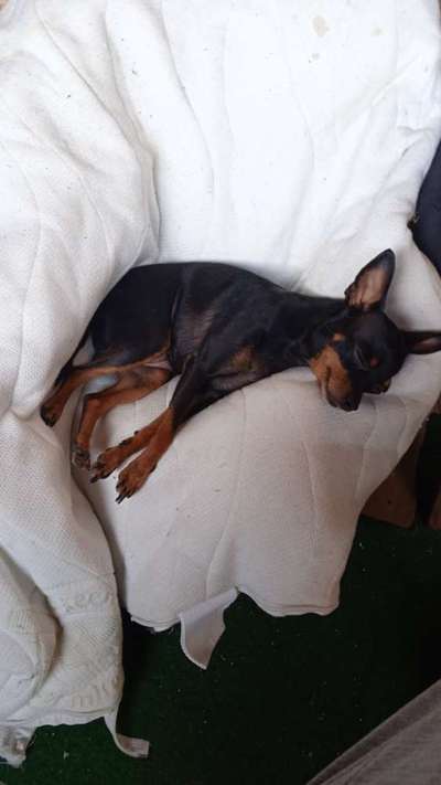 Wo sind die Chihuahua Besitzer ?-Beitrag-Bild