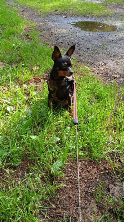 Wo sind die Chihuahua Besitzer ?-Beitrag-Bild