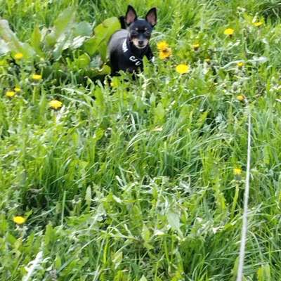 Wo sind die Chihuahua Besitzer ?-Beitrag-Bild