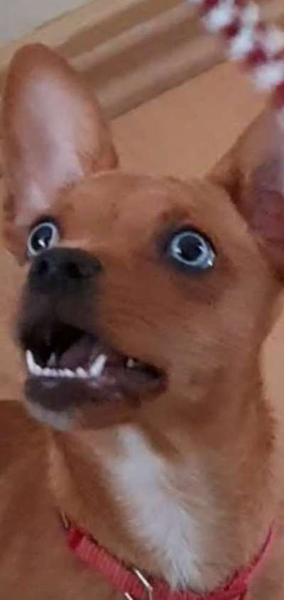 Lachen😀 eure Hunde auch so gerne😂-Beitrag-Bild