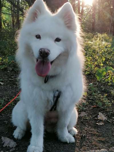 Hundetreffen-Lumi sucht Spielgefährten in der Wuhle-Bild