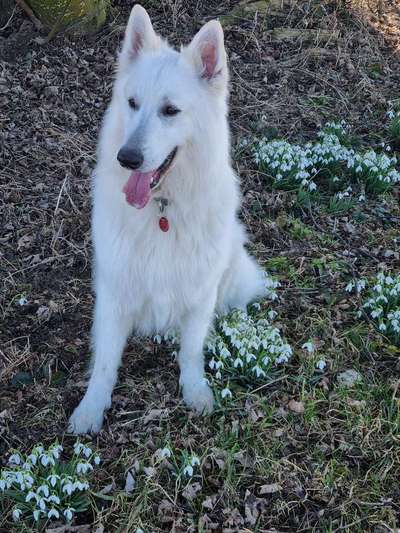 Reinrassige Hunde?-Beitrag-Bild