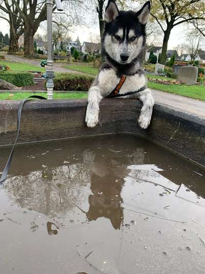 TierschutzhundeStammtisch🐕-Beitrag-Bild