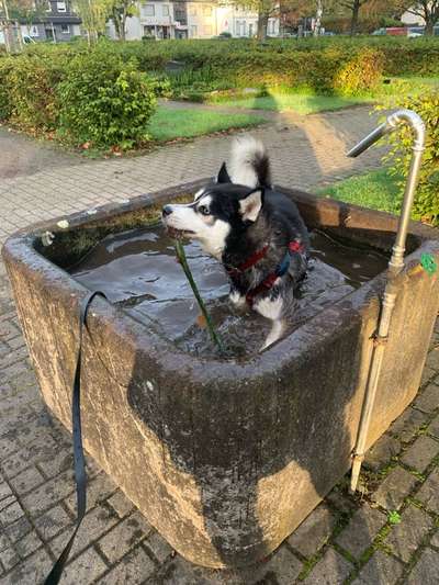 TierschutzhundeStammtisch🐕-Beitrag-Bild