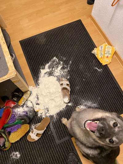 Zeig mir, dass du mit einem hund zusammenlebst....-Beitrag-Bild