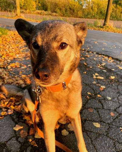 Hund und Natur-Beitrag-Bild