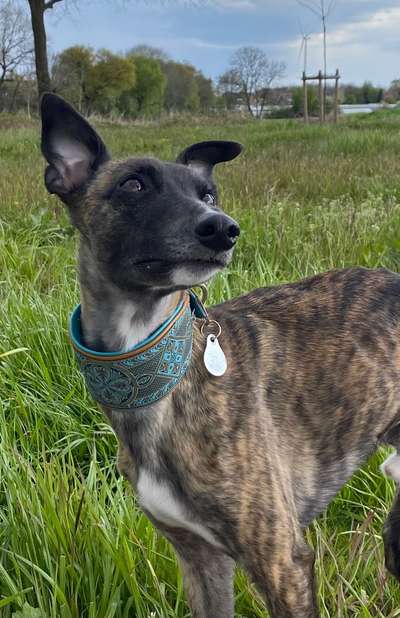 Windhunde - Treffen der besonderen Schönheiten
HERZLICH WILLKOMMEN-Beitrag-Bild