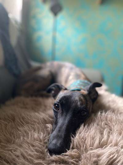 Windhunde - Treffen der besonderen Schönheiten
HERZLICH WILLKOMMEN-Beitrag-Bild