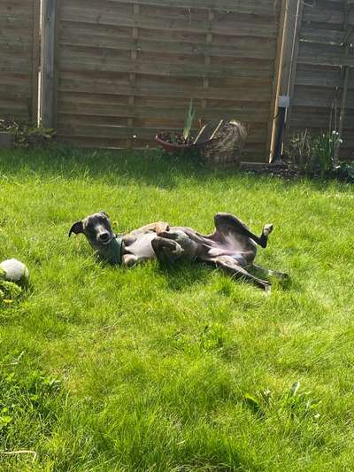 Windhunde - Treffen der besonderen Schönheiten
HERZLICH WILLKOMMEN-Beitrag-Bild