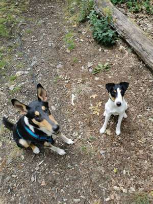 Hundetreffen-Hundewanderung im Taunus.-Bild