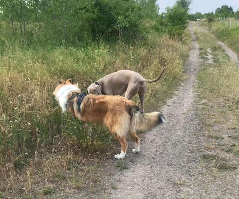 Hundetreffen-Hundetreff Großdeuben-Bild